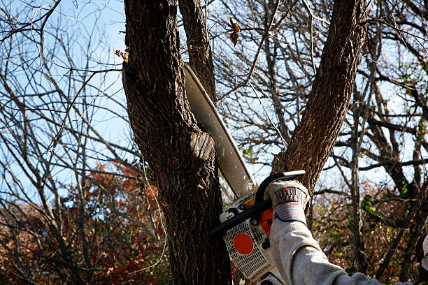 How Our Tree Care Process Works  in  Kenilworth, NJ