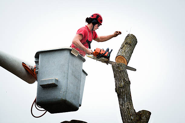 Professional Tree Services in Kenilworth, NJ